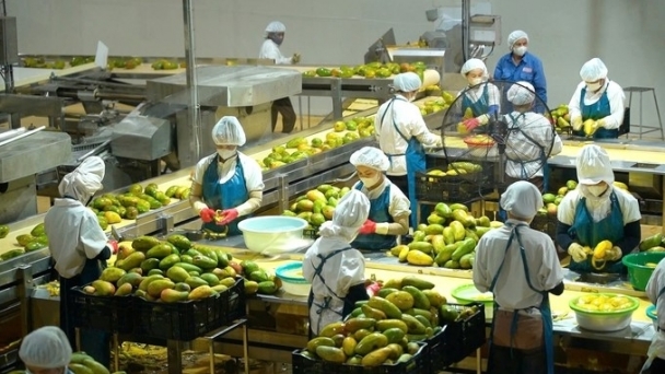 Quality is the No. 1 factor to enhance Vietnamese fruit and vegetable brands